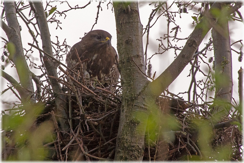 D71 6522 Bussard im Nest II  KL Moor  5 2015