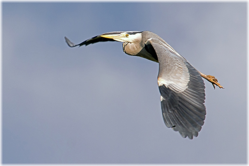 D71 6552 Reiher im Licht Kleinmoor II