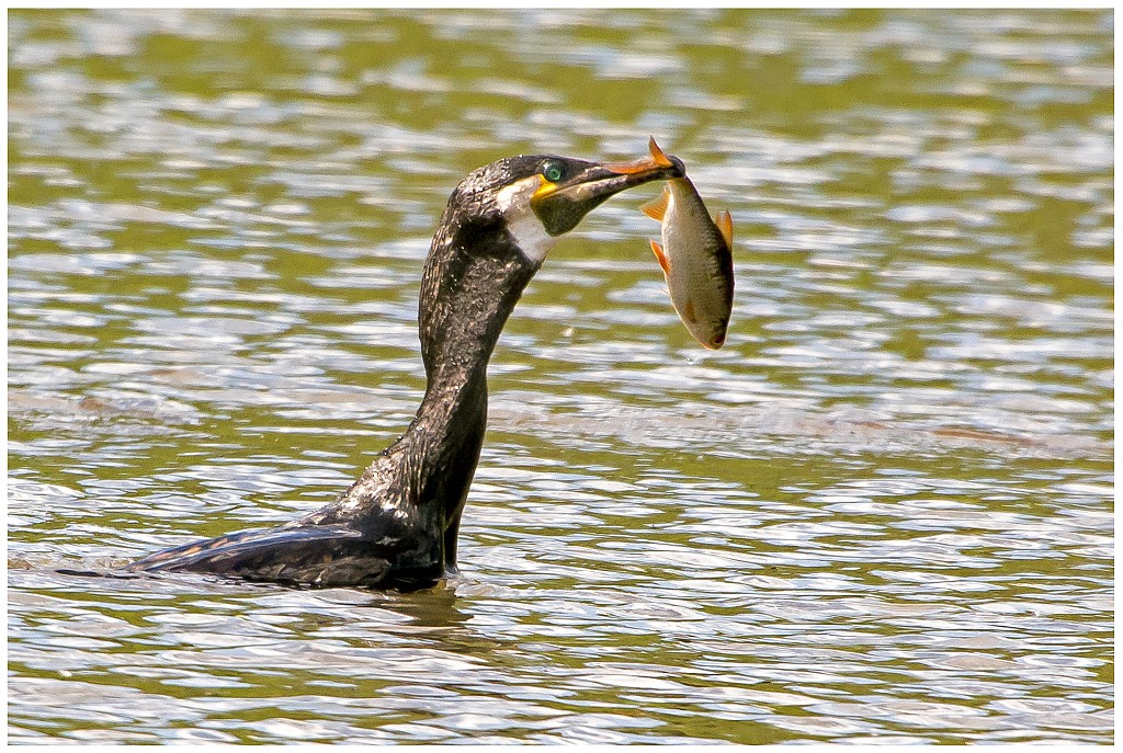 D71 6614 Kormoran mit Beute II