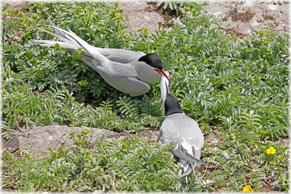 D71 7208 bitte mein Schatz