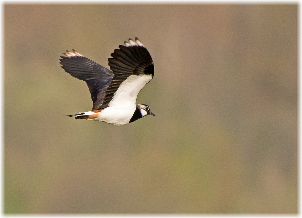 D71 7591 Kibitz Eiderstedt II