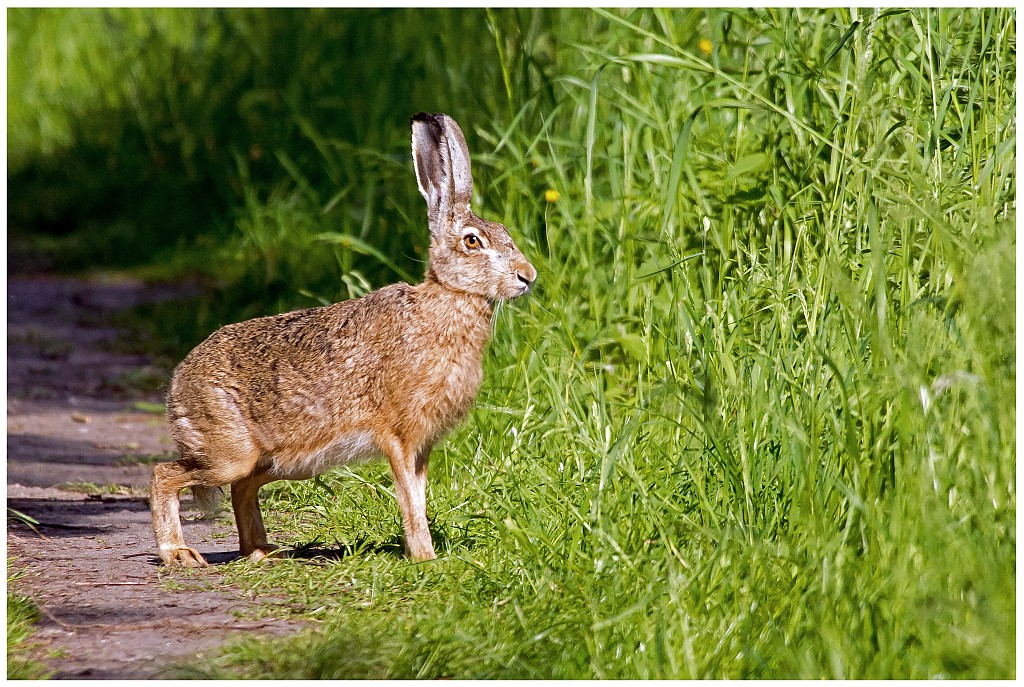 D71 8263 Mümmelmann ganz überrascht