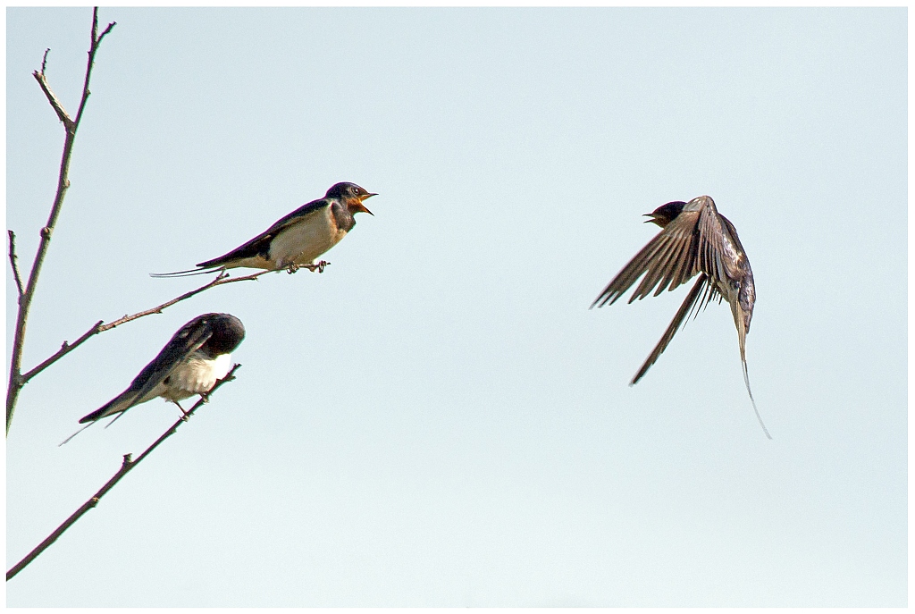 D71 8276 Schwalbentrio II