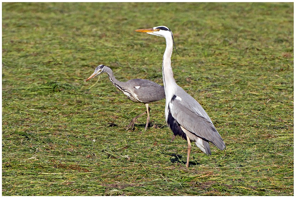 D71 8352 Reiher mit Nachwuchs II
