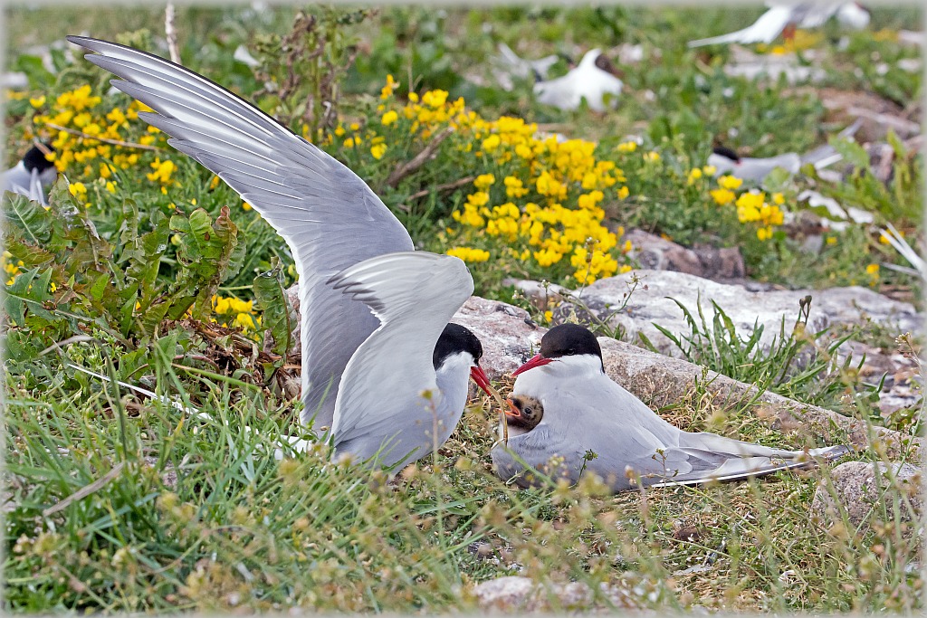 D71 8702 Futtern unter Mutters Fittichen