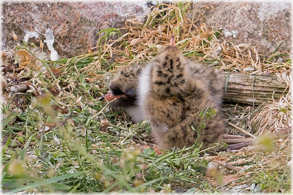 D71 8717 plötzlich allein im Nest