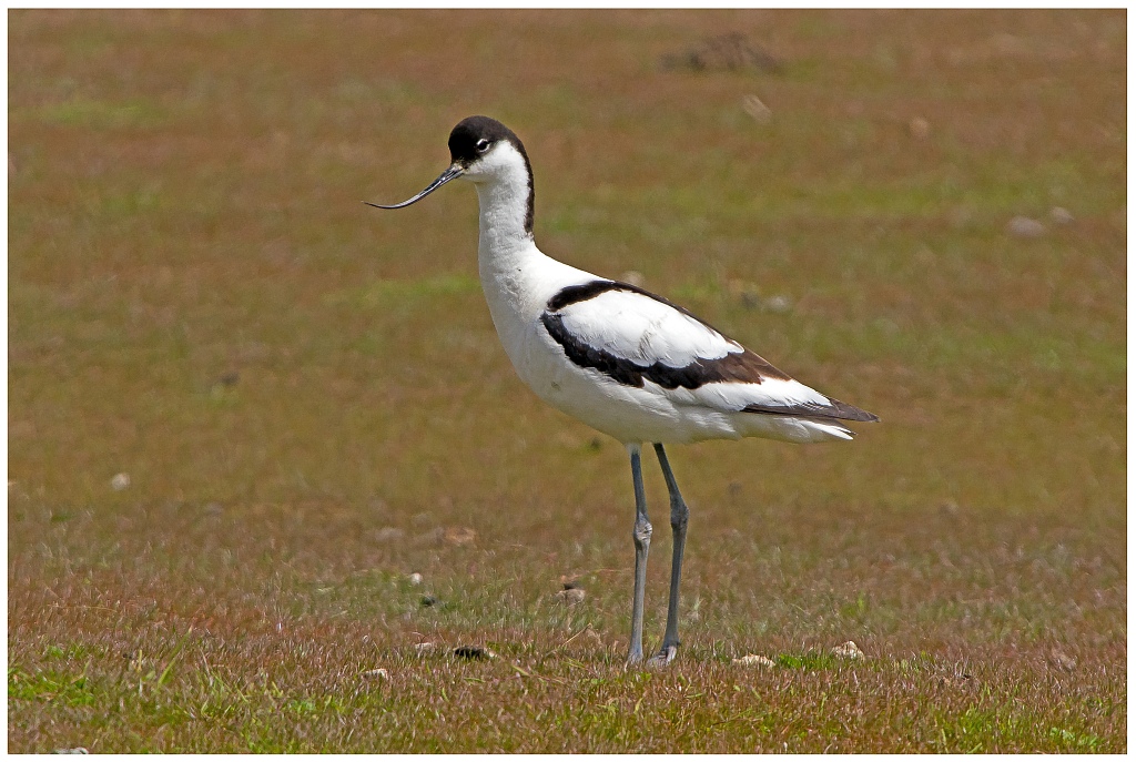 D71 8739 Säbelschnäbler II