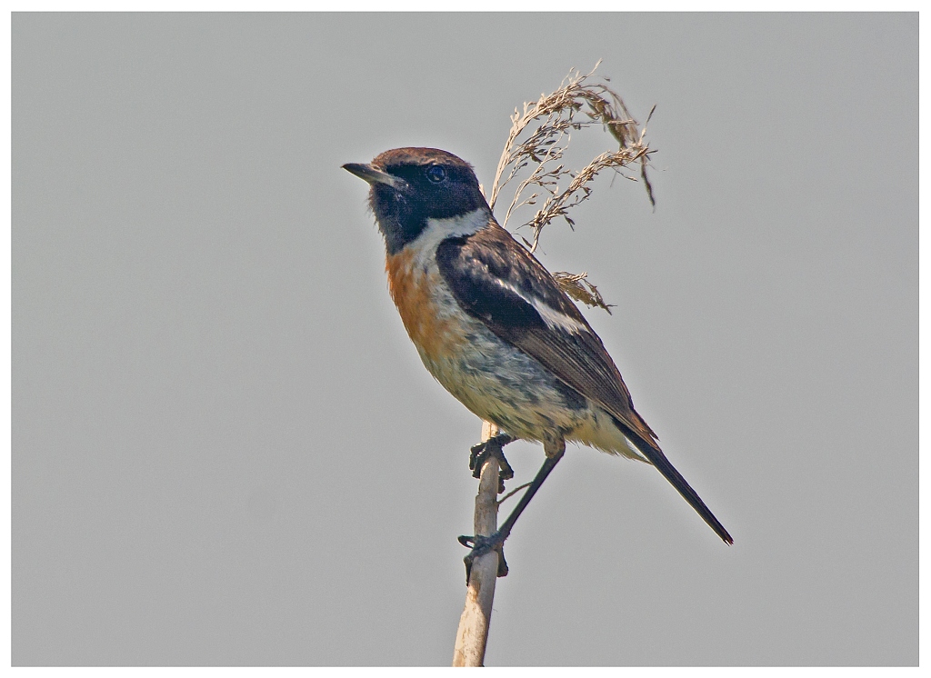 D71 8978 Schwarzkehlchen S Albufera Mallorca