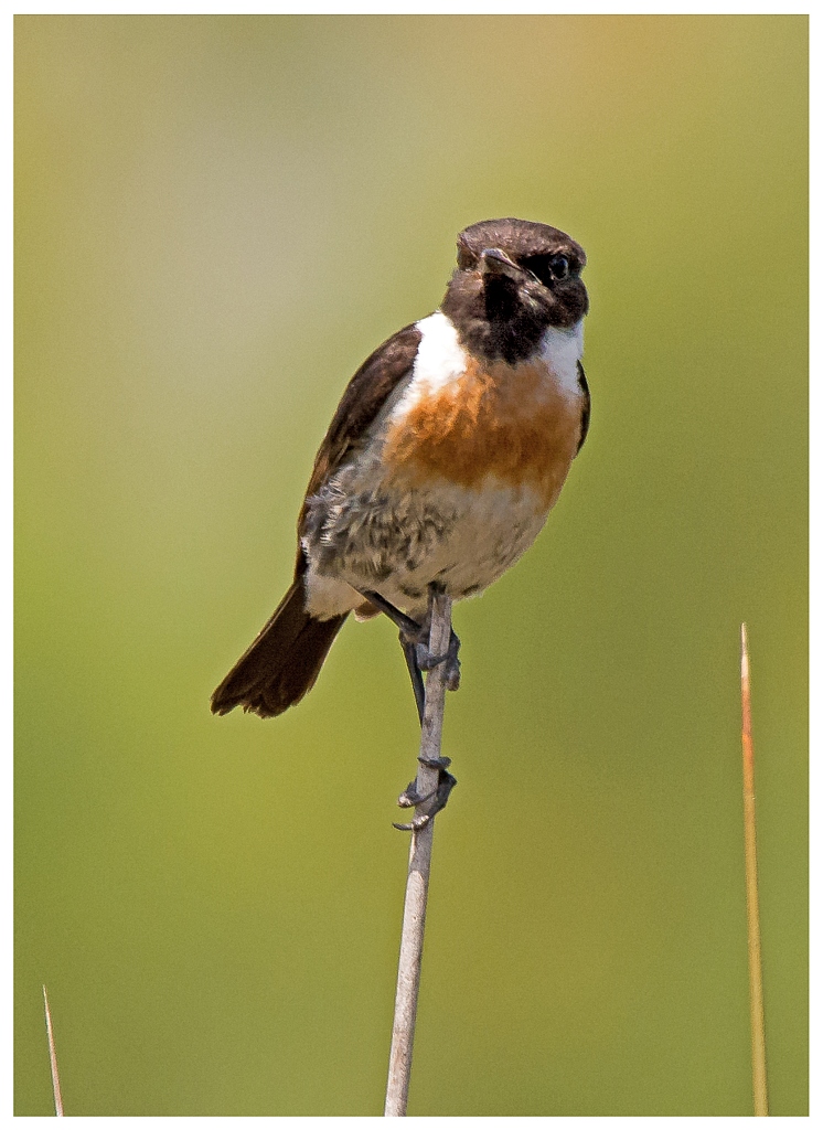 D71 8979 Schwarzkehlchen II S Albufera Mallorca
