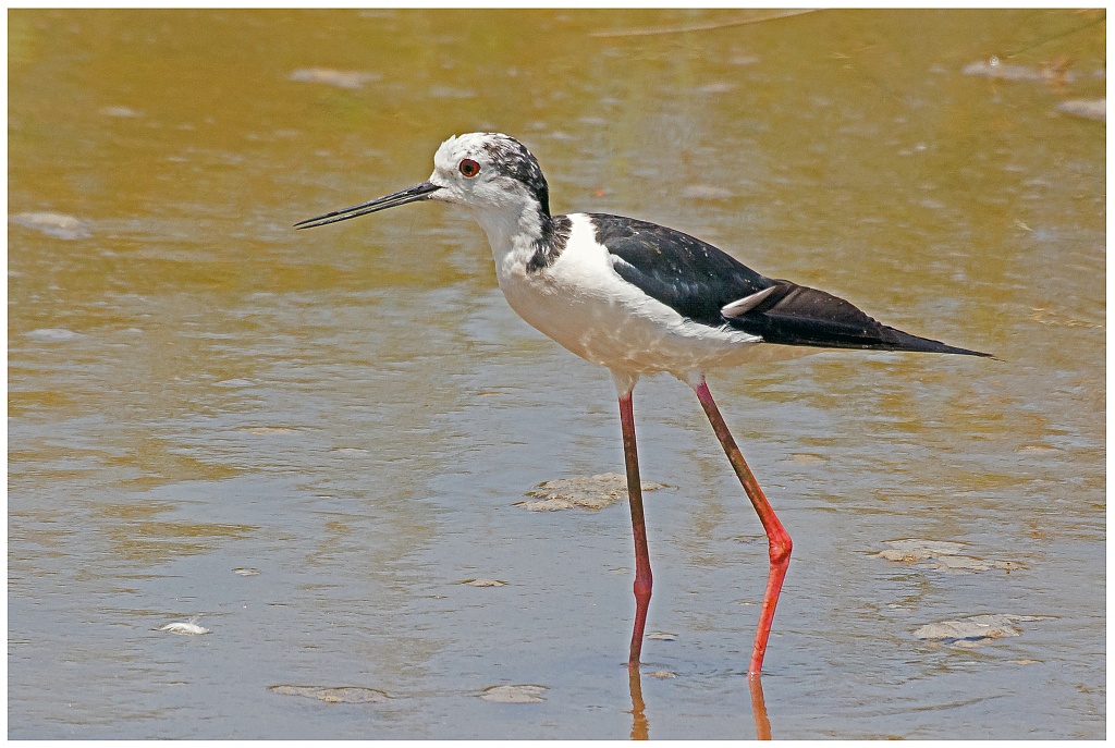 D71 9064 Stelzenläufer II