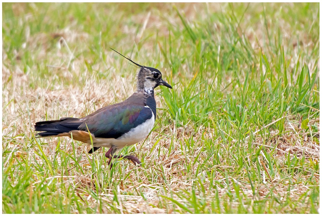 D71 9645 Kiebitz Altvogel