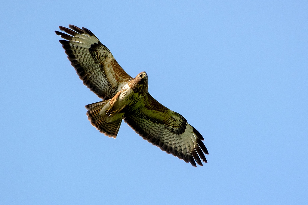 D71 Bussard 50 500 Nikon F