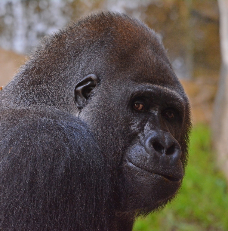 D71 Gorilla  Augenblicke III