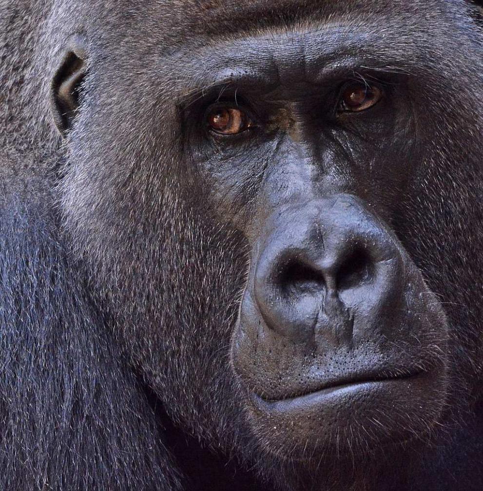 D71 Gorilla Blicke comp