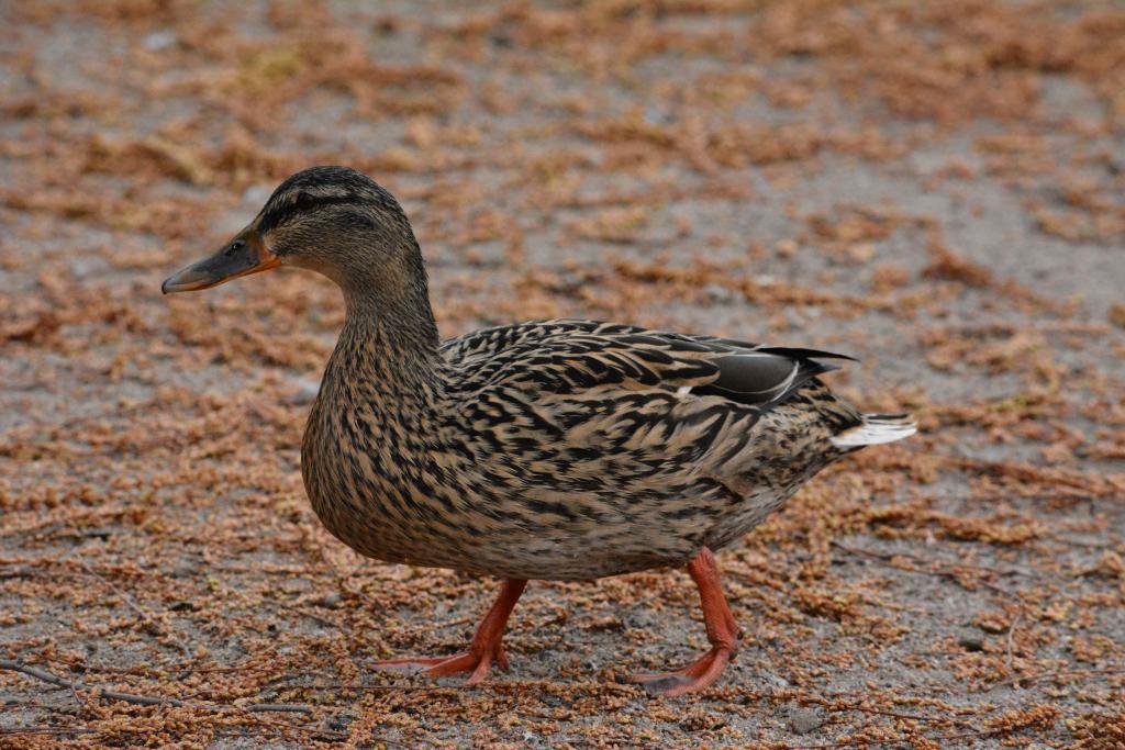 D7100 mit Nikon 55-300