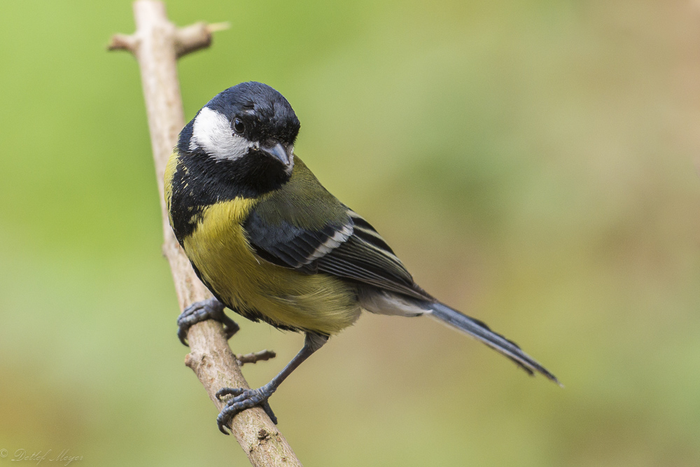 D711296