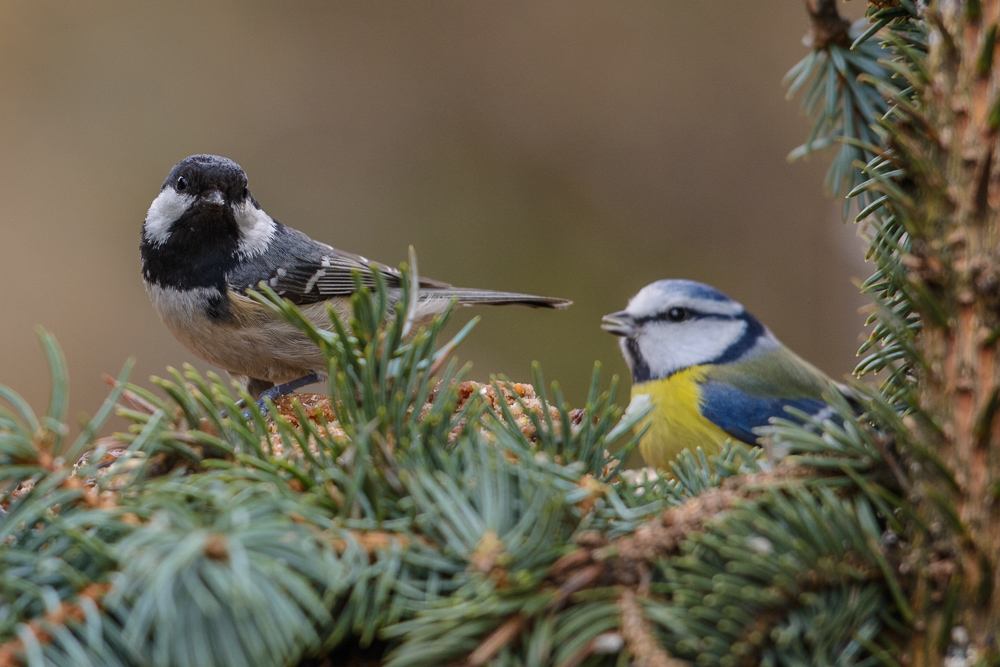 D715568