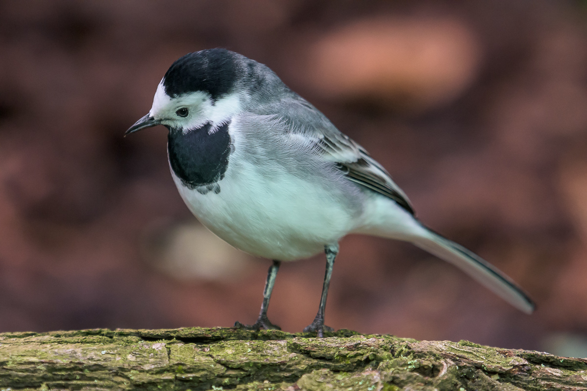 D72 3461