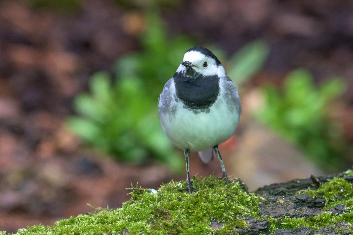 D72 3473