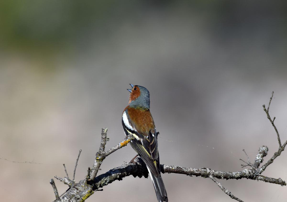 D72 4229a Buchfink