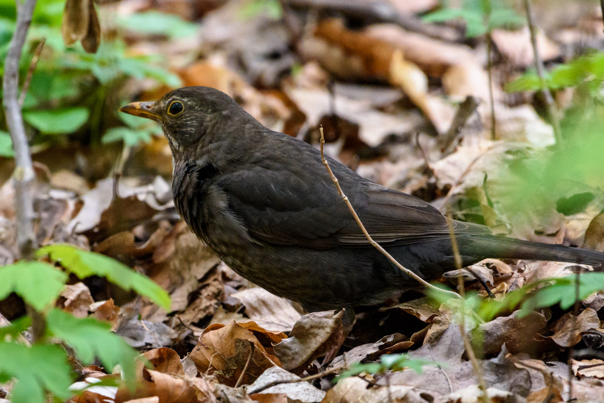 D72 6129