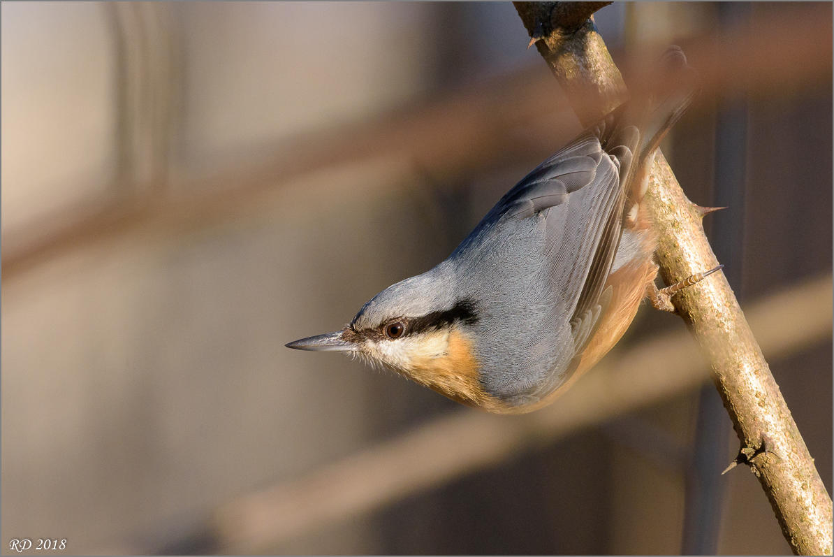 D72 9608