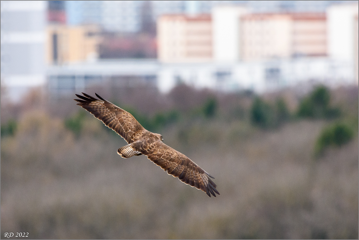 D72_3358.jpg