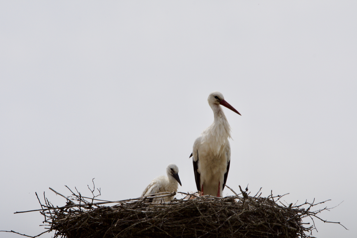 D72_4370.jpg
