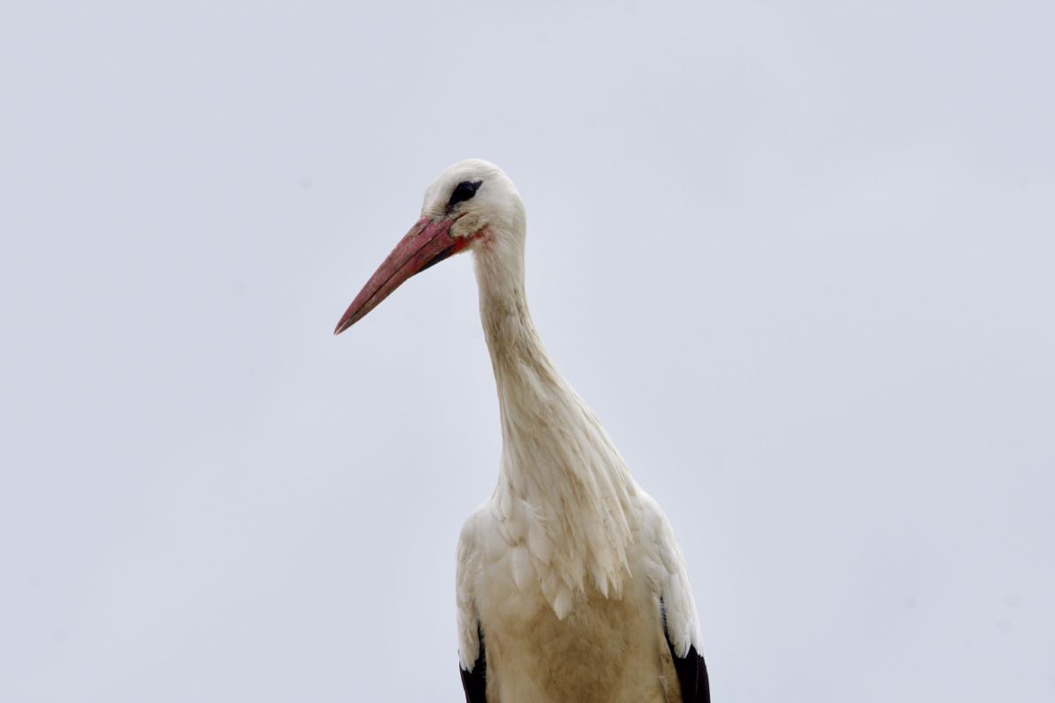 D72_4379.jpg