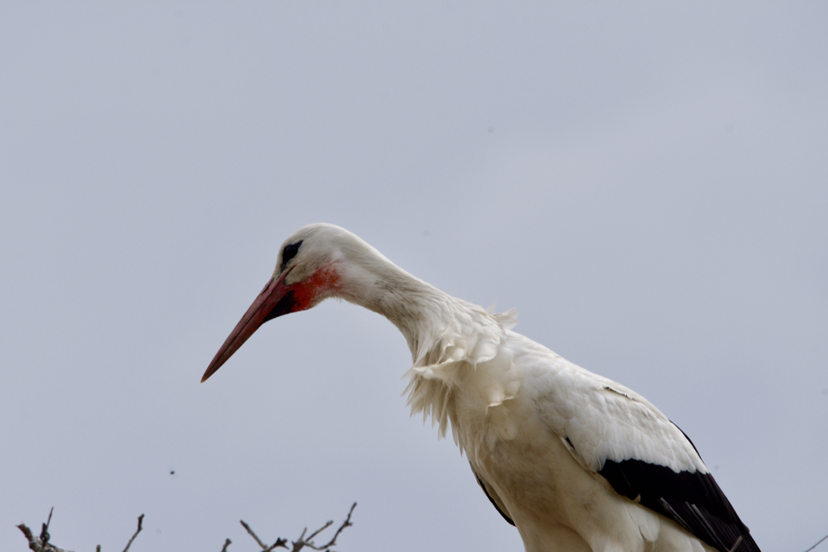D72_4383.jpg