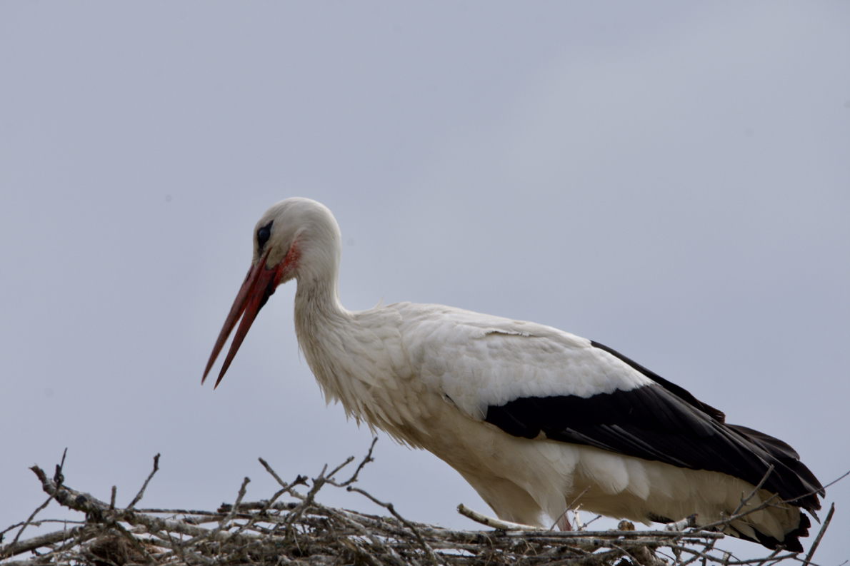 D72_4386.jpg