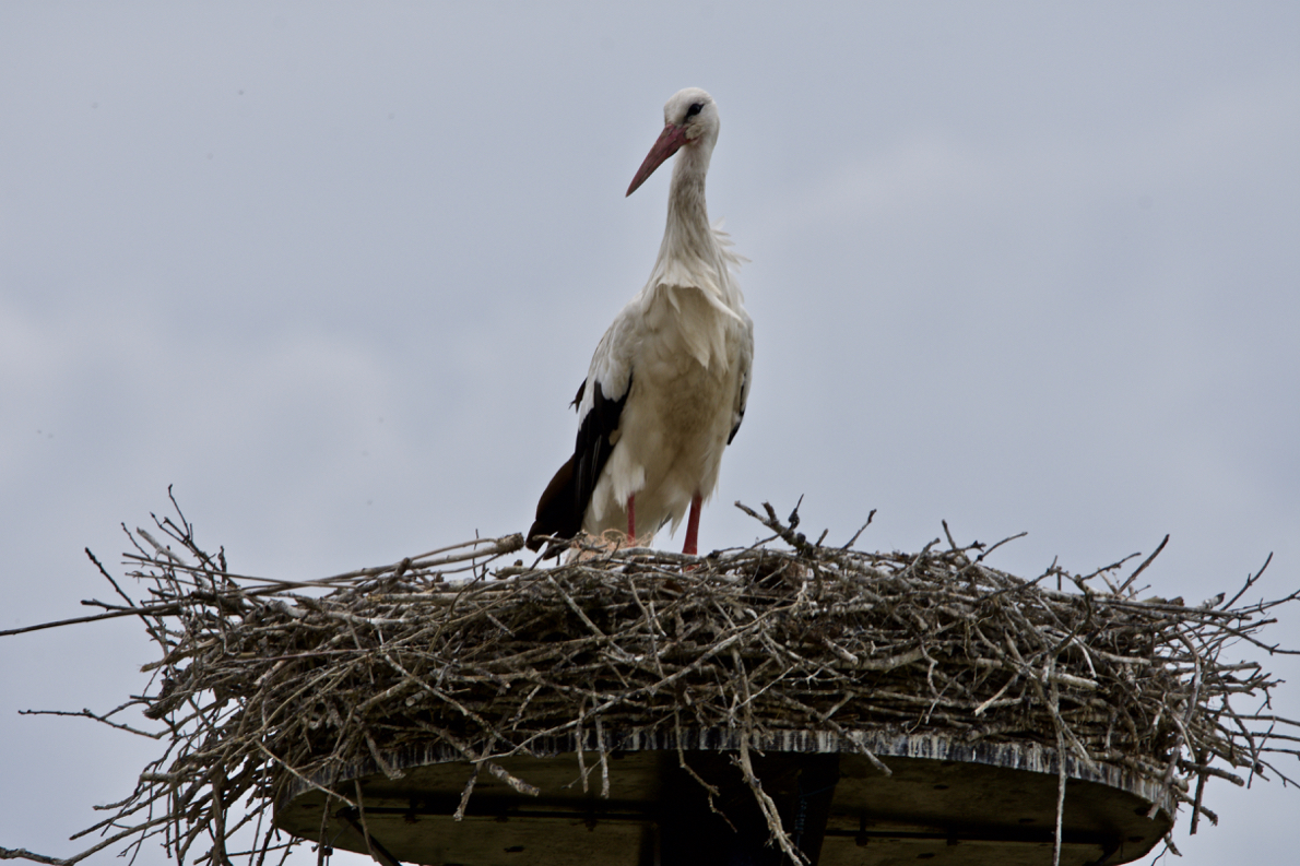 D72_4388.jpg