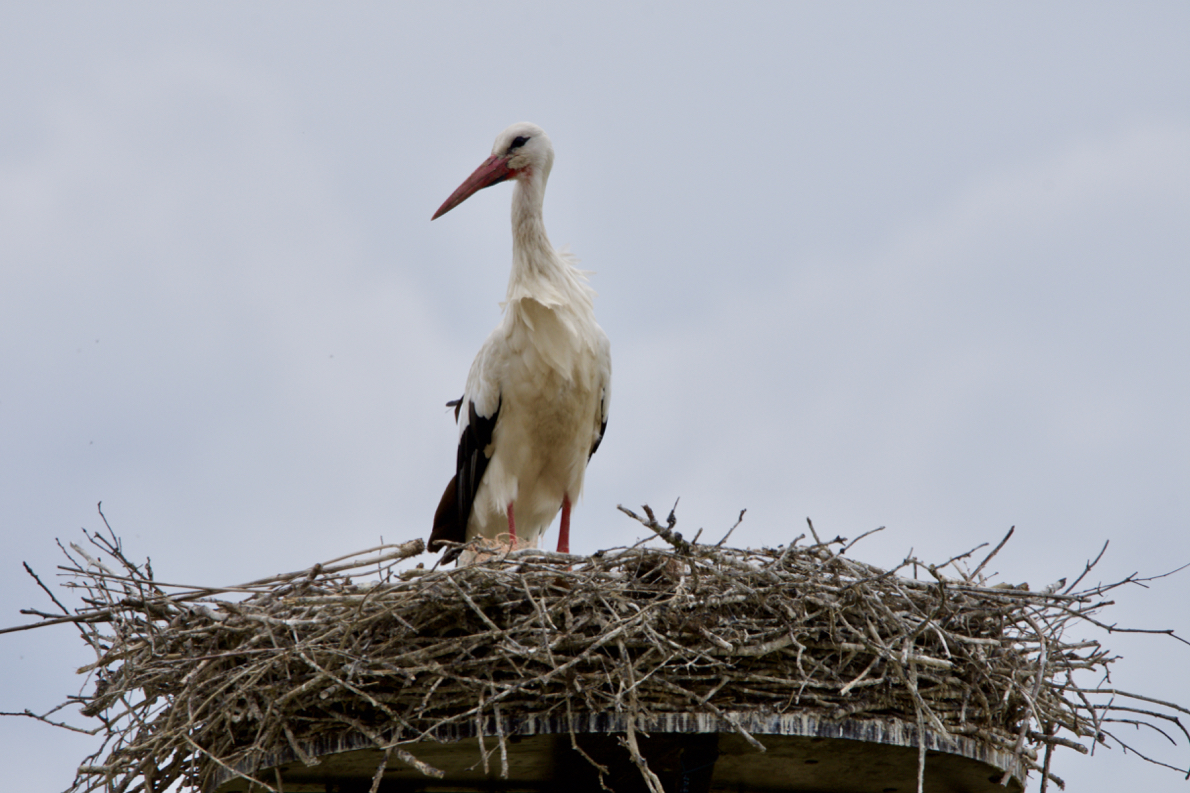 D72_4391.jpg