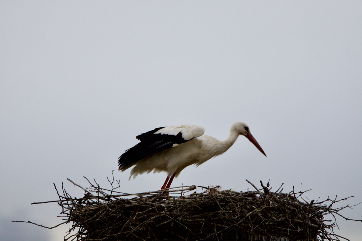 D72_4400.jpg