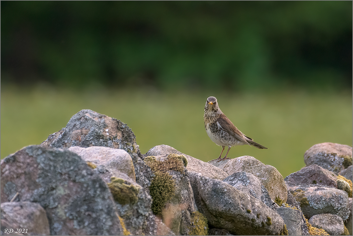 D72_5426-Bearbeitet.jpg