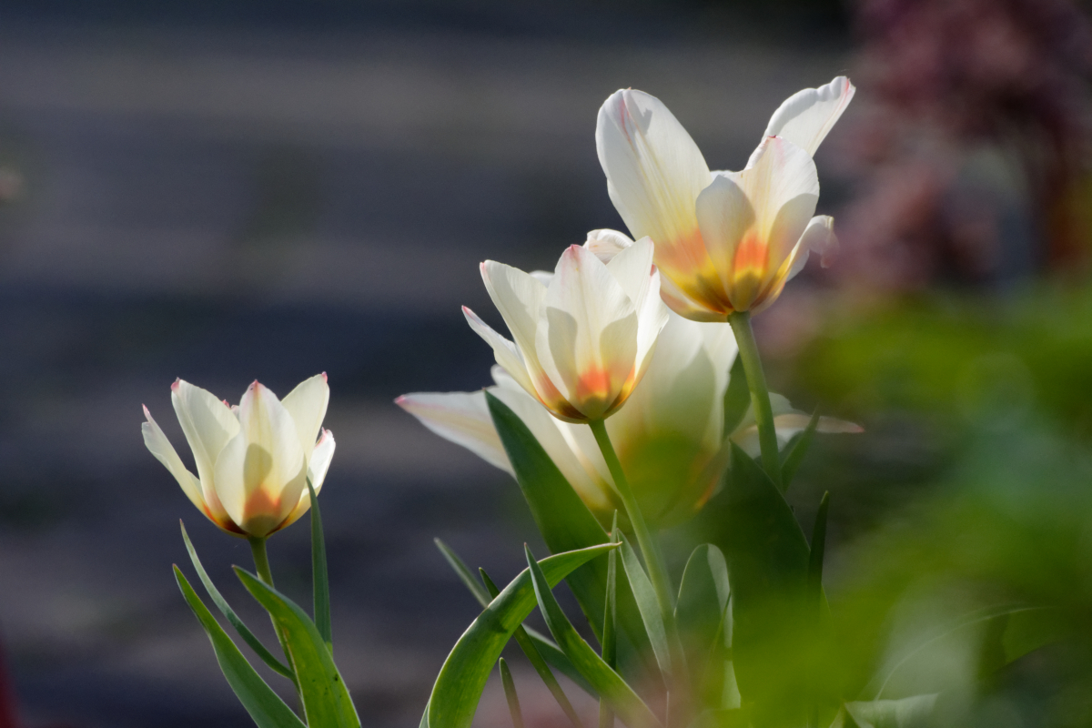 D72_5583_DxO.jpg