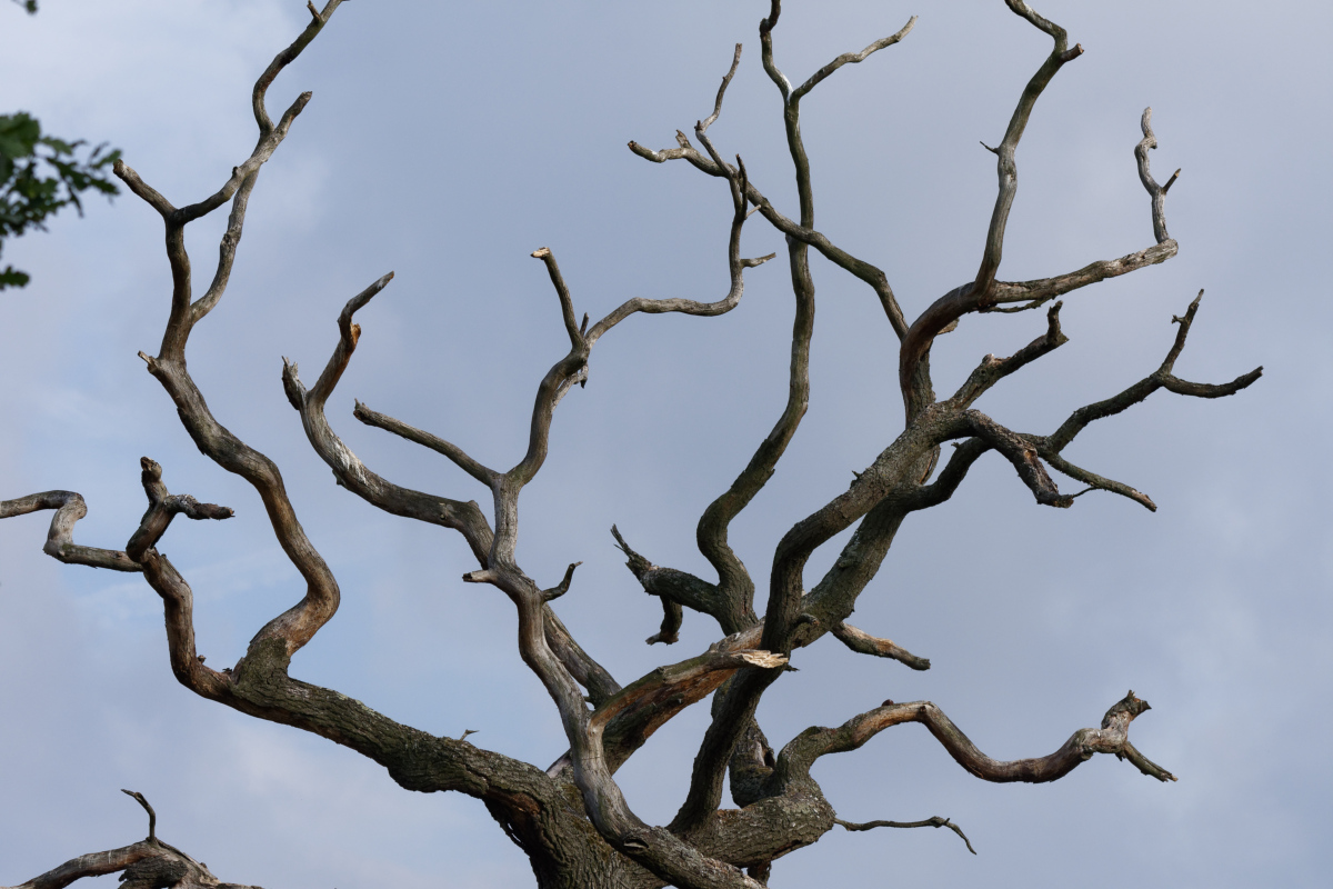 D72_5899_DxO.jpg