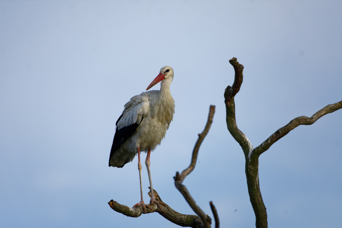 D72_5927_DxO.jpg