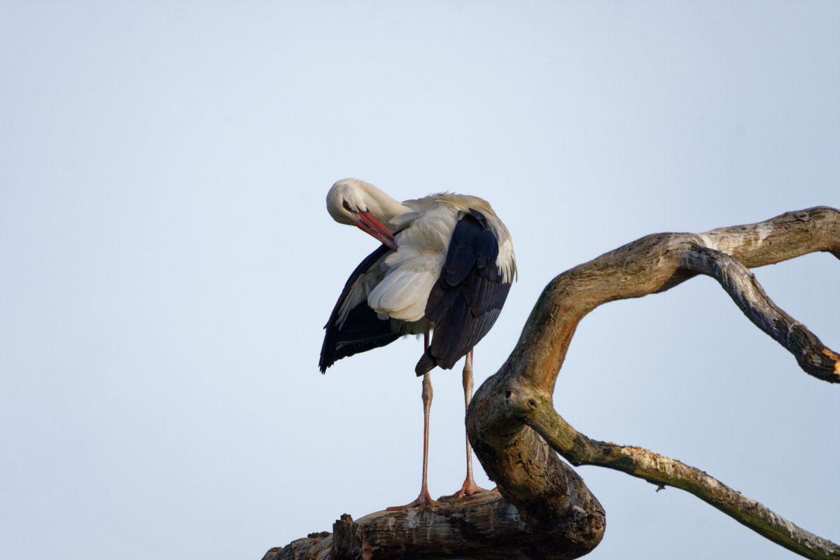 D72_5960_DxO.jpg