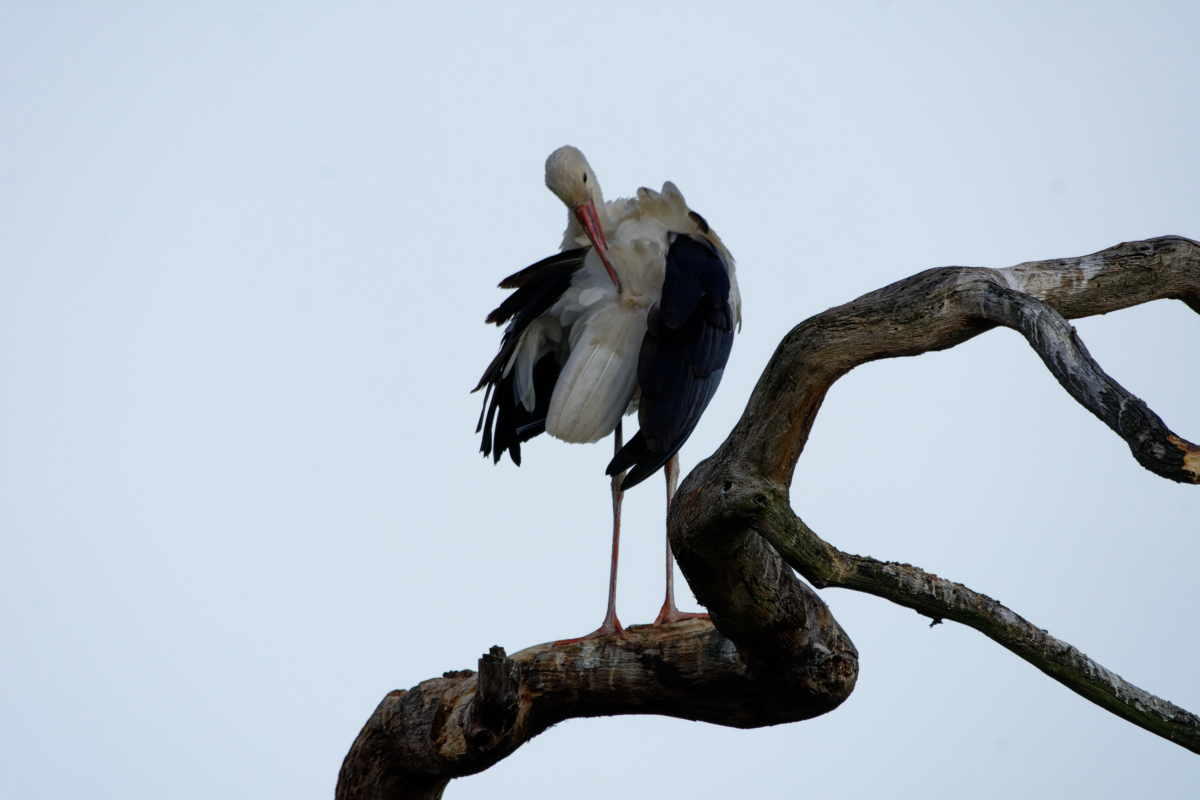 D72_5981_DxO.jpg