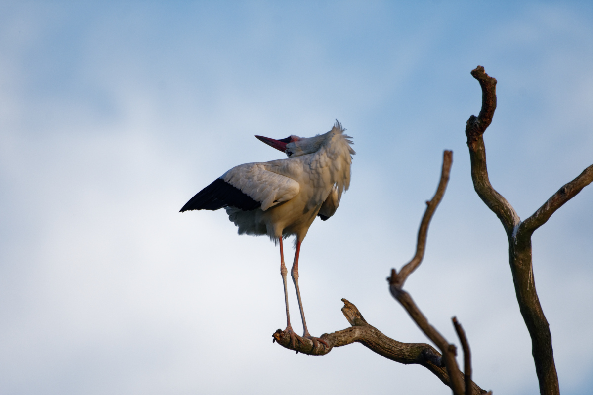 D72_6004_DxO.jpg