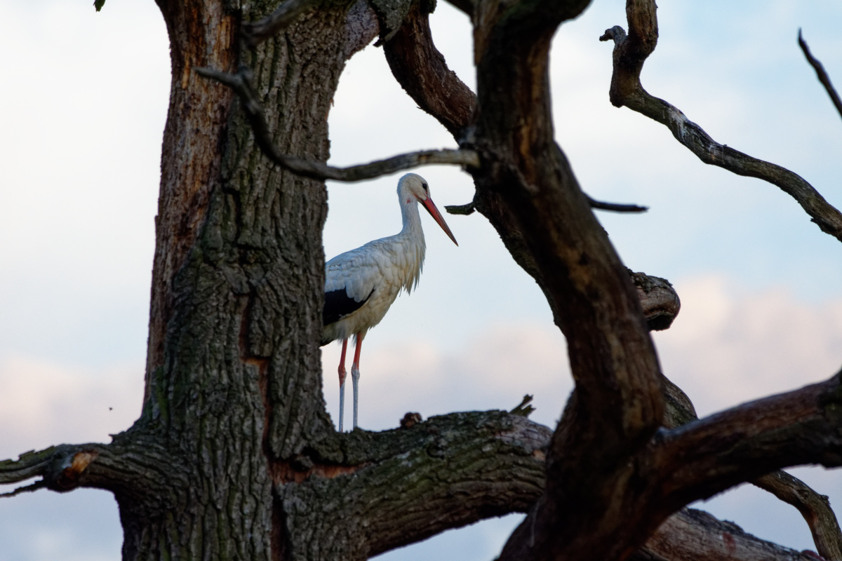 D72_6024_DxO.jpg