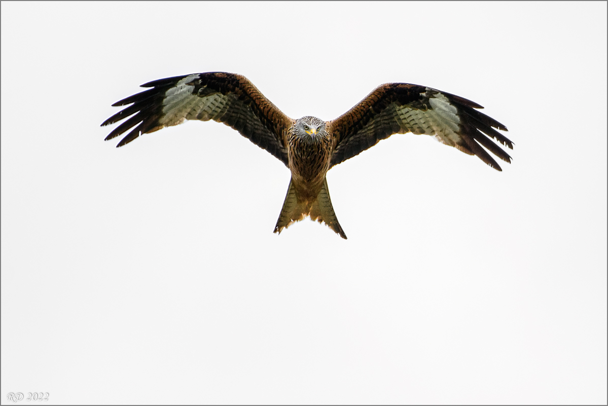 D72_6274-Bearbeitet.jpg