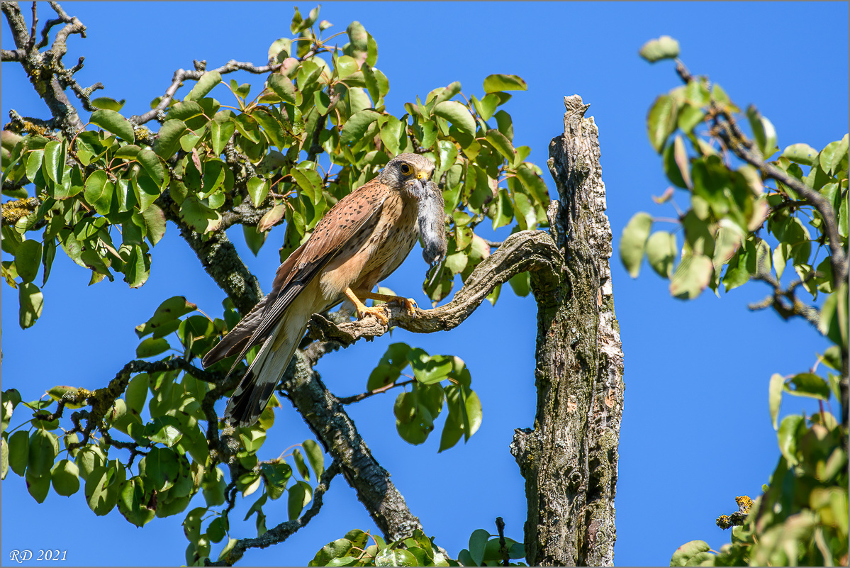 D72_6483-Bearbeitet.jpg