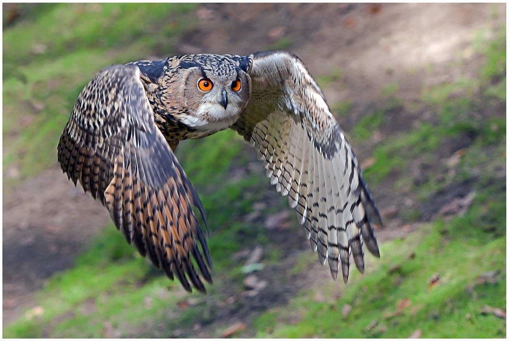 D75 0203 Eule im Anflug I