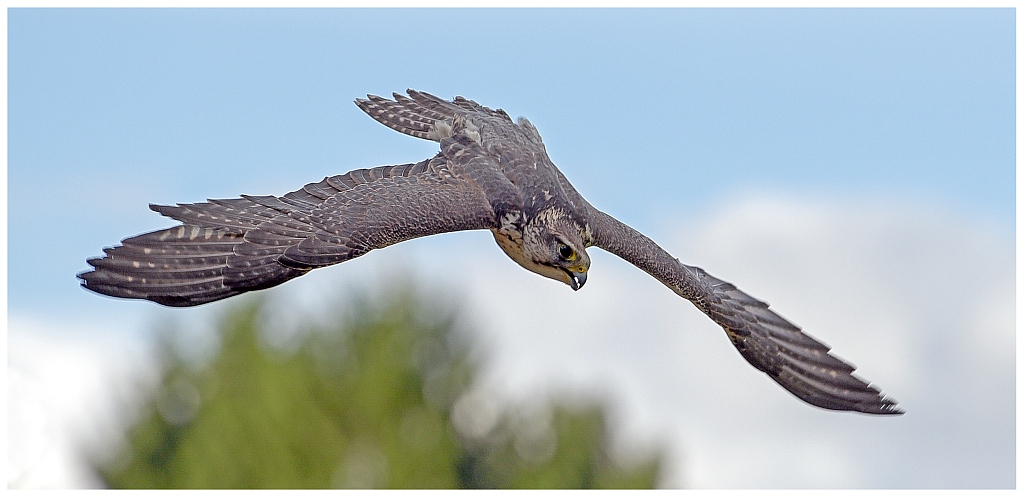 D75 0253 Falke im Sturzflug Breitformat