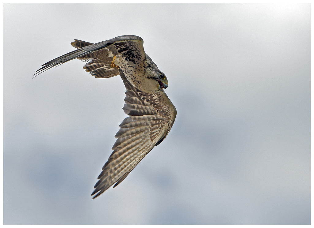 D75 0270 Falke Sturzflug II B