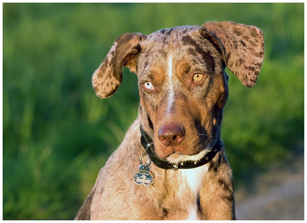 D75 0472 Leopardenhund II