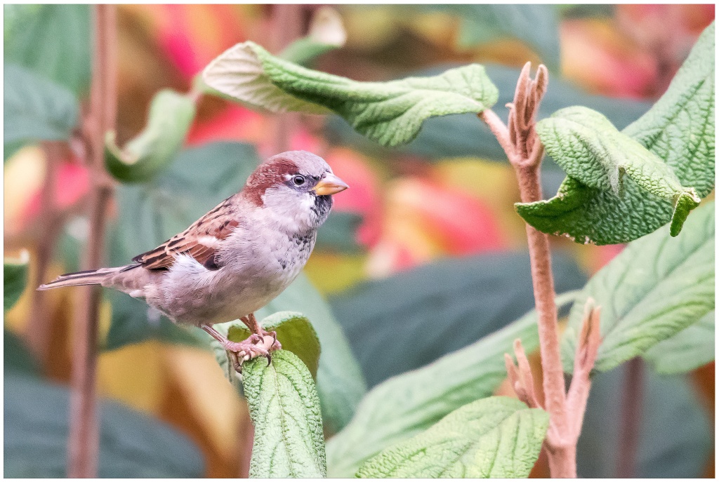 D75 0773 Spatz II A