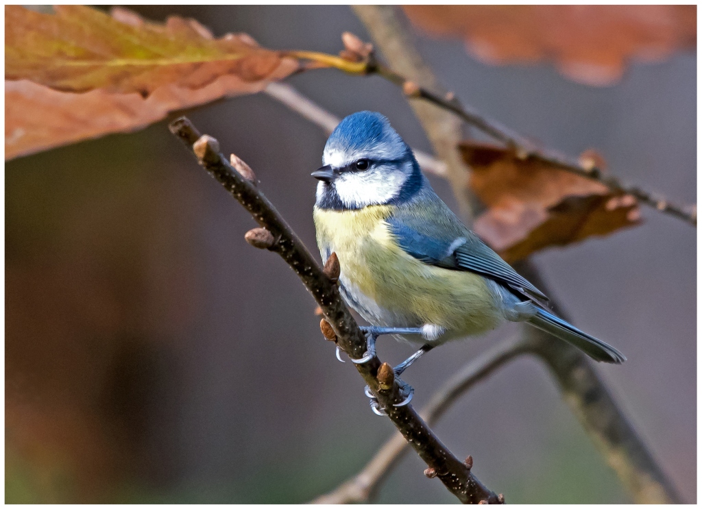 D75 0781 Blaumeise im Licht